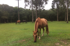 Hotel Fazenda Vó Maria - Cavalos